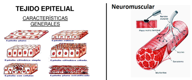 Primeras Neuronas