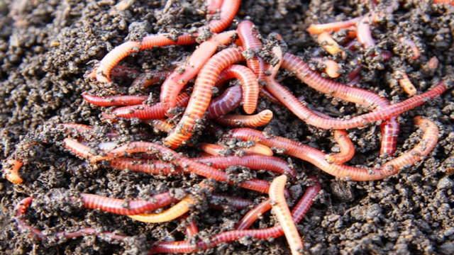 Evolución del primer cerebro