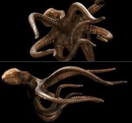 Relación de cerebro y órganos de los sentidos