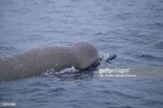 Whale Takes a Dip in the River Thames