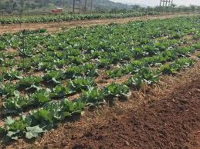 The Agricultural Revolution!