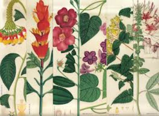 Expedición Botánica