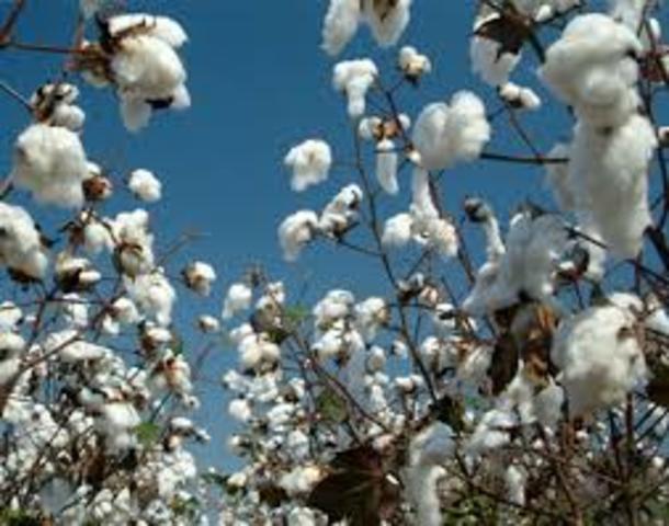 Industrialization vs. Agriculture