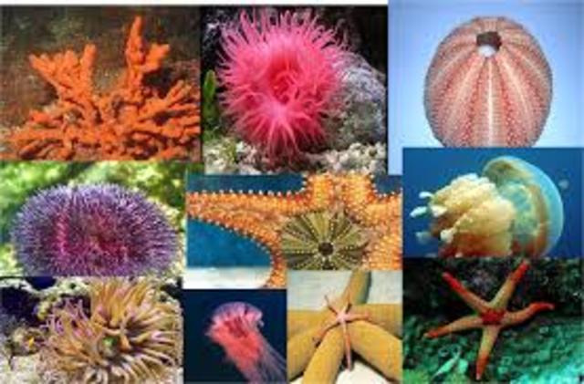 La primera aparición de 2 tipos de organización nerviosa.