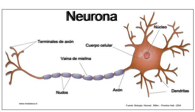 Nobel por descripción de la Neurona
