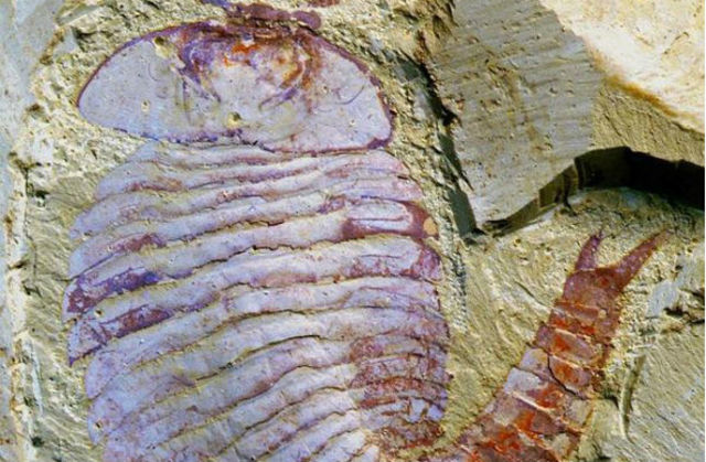 •	El surgimiento del primer cerebro