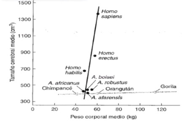 •	El surgimiento de los homínidos y de las características únicas de su cerebro.