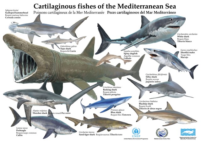 Climate change brings about sharks to inhabit the Mediterranean sea