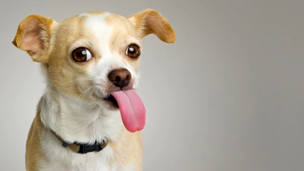 ME GUSTAN LOS PERROS