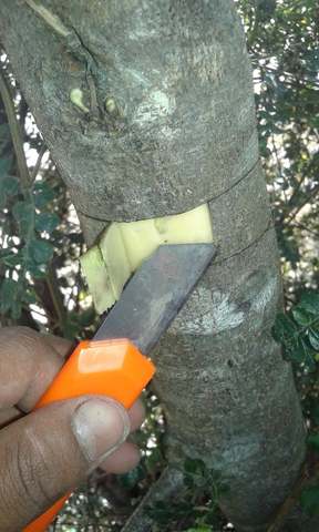 Hacer el acodo aereo