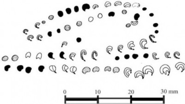 Contabilidad en el Paleolítico africano: la conjetura Zaslavsky