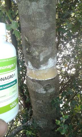 colocación de hormona en el corte de la corteza