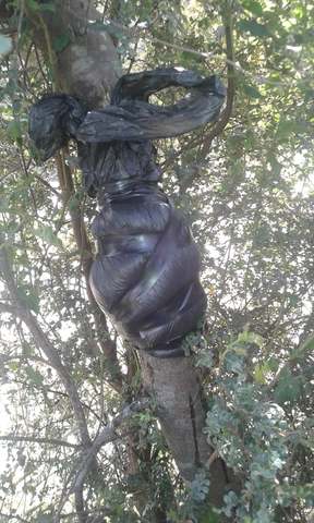 colocación de sustrato y sellado del acodo aéreo