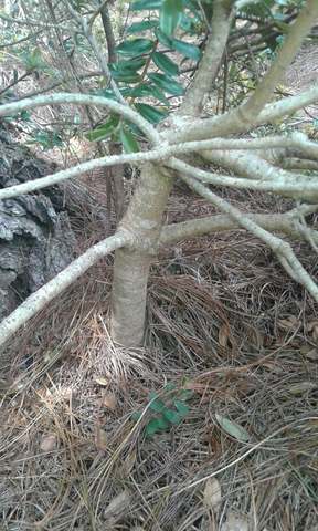 Elección de bonsai por extracción