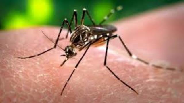 Primeros casos del virus Zika