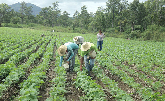 Privatization of the land market