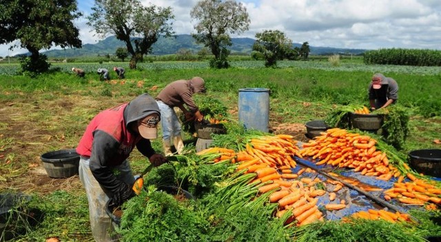 La Cumbre Mundial sobre la Alimentación: cinco años después.