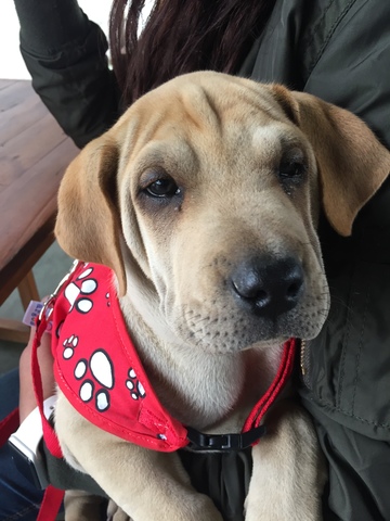 Llegada del nuevo integrante