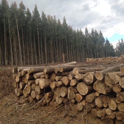 Foro de Bosques de Naciones Unidas 10