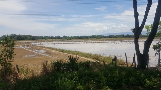 Viaje Trilladora arroz Sonora