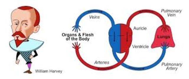 William Harvey showed that the heart acted as a pump to circulate blood throughout the body