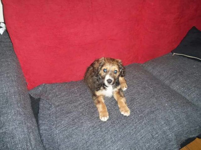 Me han regalado un perro