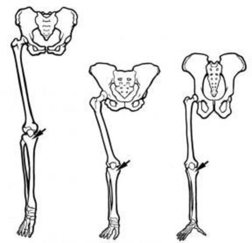 2.6 Million Years Ago - Humans Developed Ability to Run