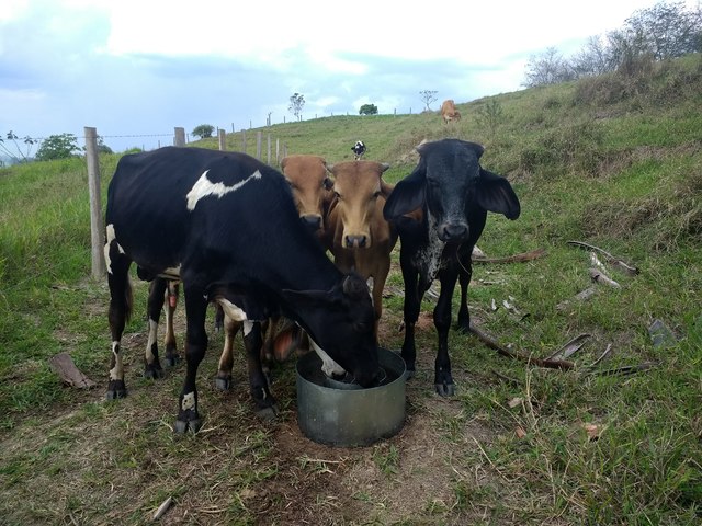 Falha no teste de condutividade hidráulica.
