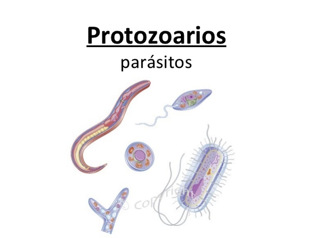 Aparecen los protozoarios