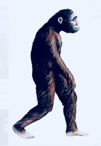 Australopithecus
