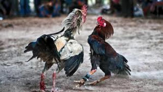 PELEAS DE GALLOS