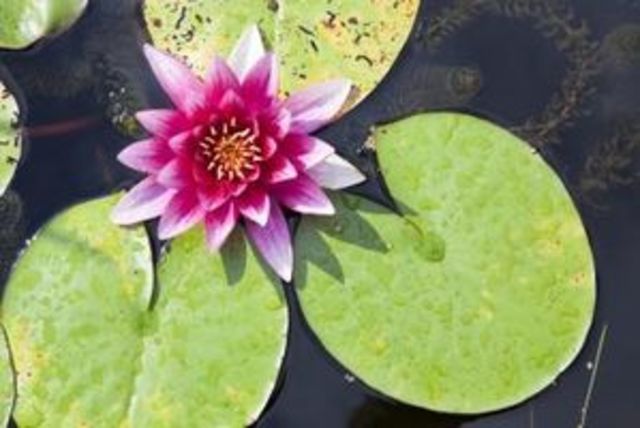 Aparecen: Primitivas plantas acuáticas