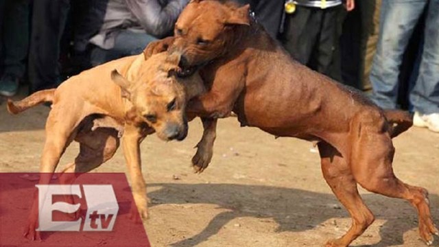 PELEA DE PERROS