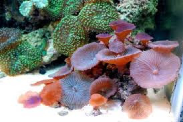 aparecen los hongos acuaticos