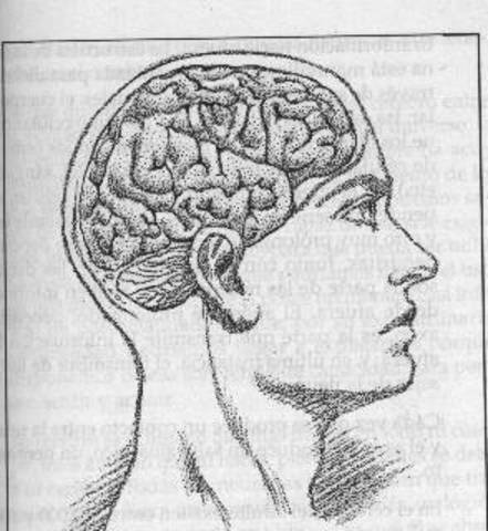 La década del cerebro