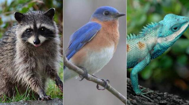 Aparición de mamíferos primitivos y pájaros modernos