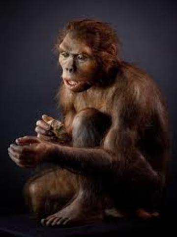 Homo Habilis