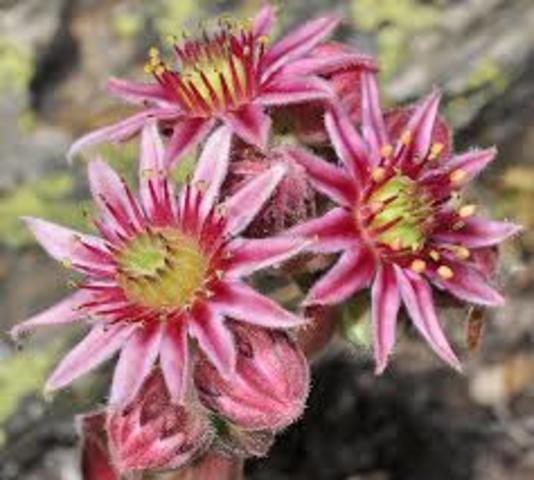 adaptación de las plantas con flores Cuaternario