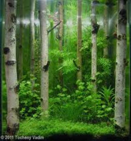 Desarrollo de los bosques modernos