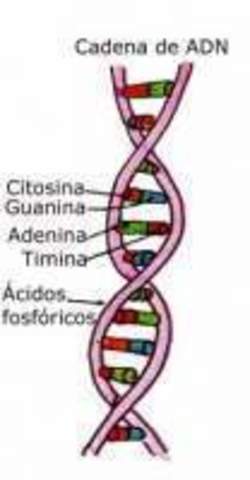 2001: Anuncio del desciframiento del Genoma Humano