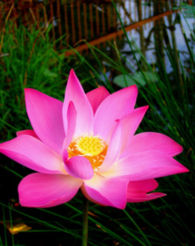 Odysseus and his Men Arrive at the Land of the Lotus Eaters.