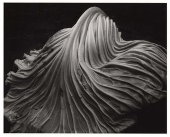 Edward Weston  1886-1958