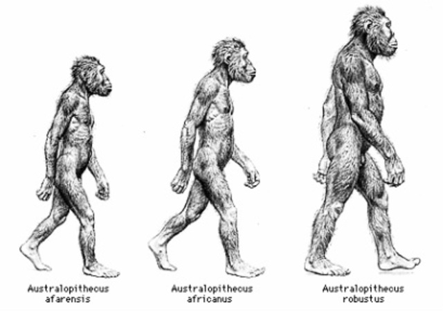 australopithecus africanus y afarensis