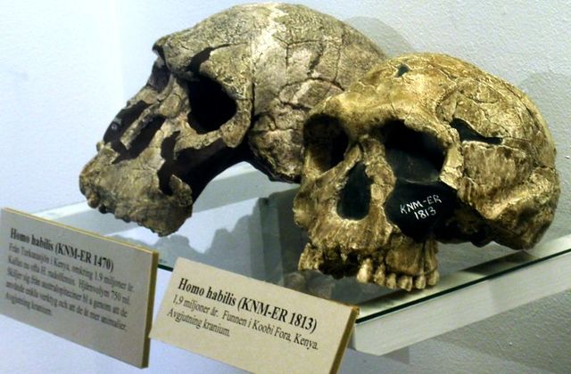 Homo habilis (hombre hábil)