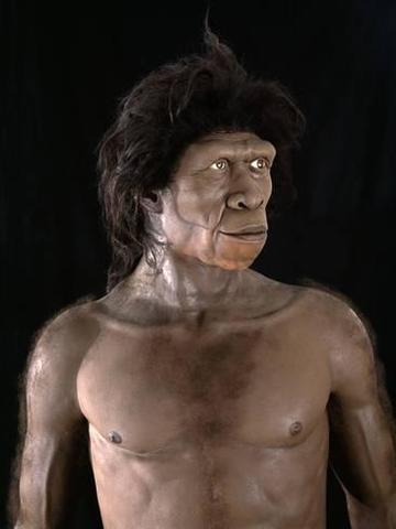 Homo ergaster                                  Homo ergaster es un homínido extinto, propio de África. Se estima que vivió entre 1,9 y 1,4 millones de años, en el Calabriense.