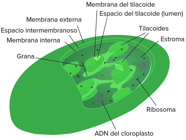 Origen del cloroplasto por simbiosis