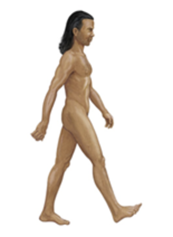 HOMO SAPIENS ( Fa 190.000 mil d'anys )