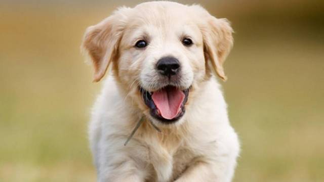 Tuve a mi perro Simba