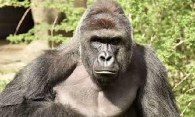 Harambe's death