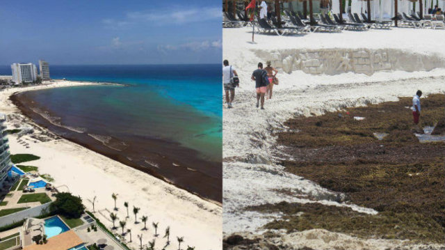 ¿Qué es el sargazo y cuando llego a las playas de Quintana Roo?